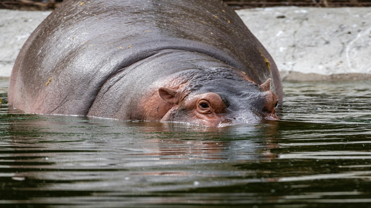 moodeng hippo